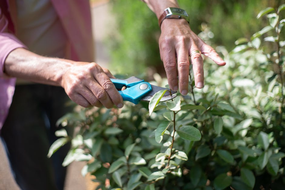 A person performing hedge trimming in a lush garden, using green-handled pruning shears to prune a small, leafy shrub. The shrub has dense, broad, dark green leaves that appear healthy and well-mainta